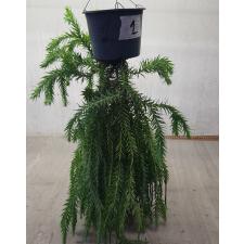 Huperzia sp 1 pot