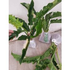 philodendron ring of fire