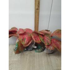 Aglaonema Sombat Siam red round leave A-42