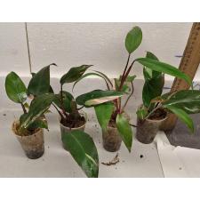 Филодендрон Розовая Принцесса / philodendron pink princess