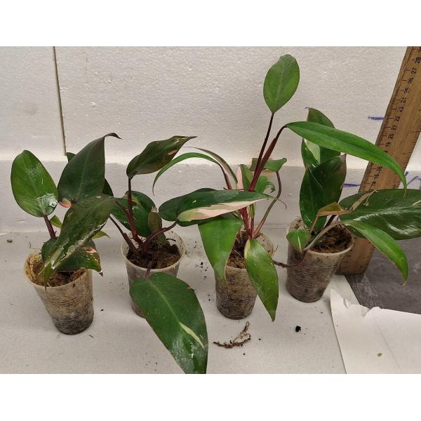 Филодендрон Розовая Принцесса / philodendron pink princess