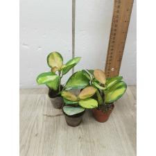 Hoya Australis 'lisa'  5 cm pot