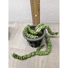 dischidia dragon jade