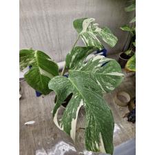 monstera deliciosa variegata albo L 3500р