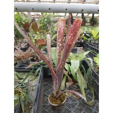 Billbergia 'Dreams' 11A
