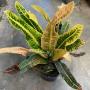 Codiaeum Ruang Kao Thip.