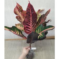 Codiaeum Tri Kotchasri 152