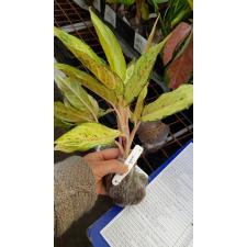 Aglaonema Brilliantly 8
