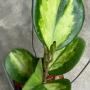 Hoya obovata variegata (#720).