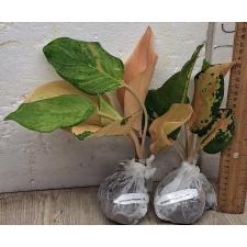Аглаонема Амазон. / Aglaonema Amazon A-96