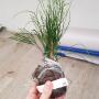 Psilotum nudum 