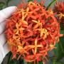 Ixora sp.(T21) Bicolor flower (orange and red)
