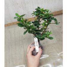 Ixora sp.(T15) white flower 245