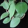 Hoya sp.716 (aff parasitaca) thick leaf                 716