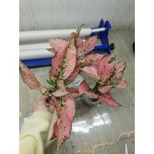 Aglaonema NEW20 Super Pink
