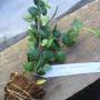 Hoya sp.482 Sakonakorn Thailand         482