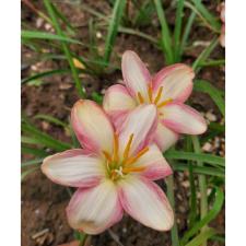 Zephyranthes F1 