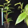 Ficus sp.(T25) aff villosus (big leaf).