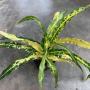 Codiaeum Pra Ram Paed (M).