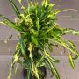Codiaeum Thong Rayaa