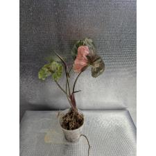 Syngonium Strawberry Ice