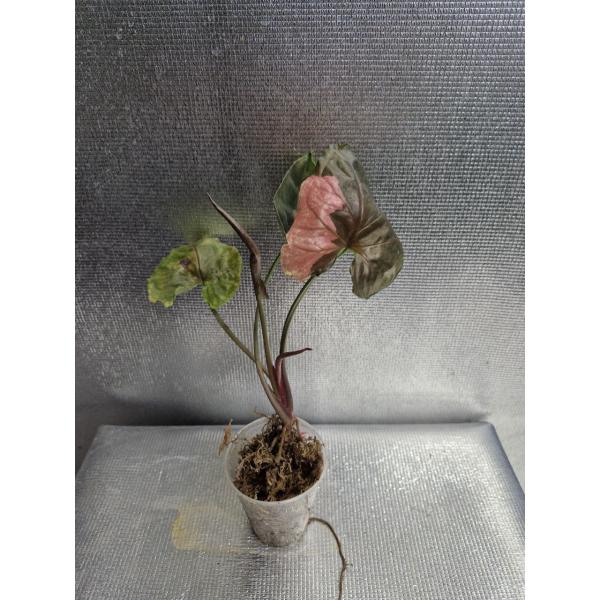Syngonium Strawberry Ice