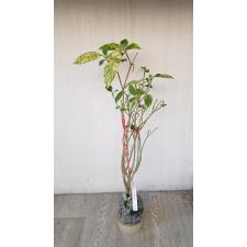 Tabernaemontana (T02) Golden variegated 232 по 2500р