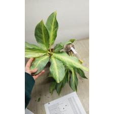 Aglaonema Siri Kanchana 18 okt. Уценка
