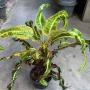 Codiaeum Pra Ram Jed.