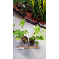 Syngonium Robusta 6см горшок