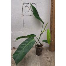 Филодендрон Патриция / Philodendron Patriciae (S)