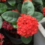 Ixora Bangkok Red.