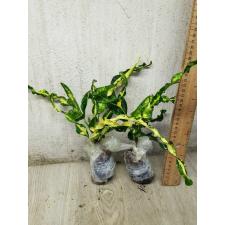 Codiaeum A68 Pin gaew