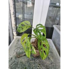 Monstera adansonii yellow variegated 04 стакан д 