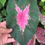Caladium 'Maan Nang Pim'