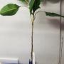 Ficus benghalensis var. Krishnae