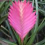 T. cyanea 76
