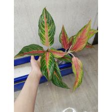 Aglaonema Panama - Red A-93