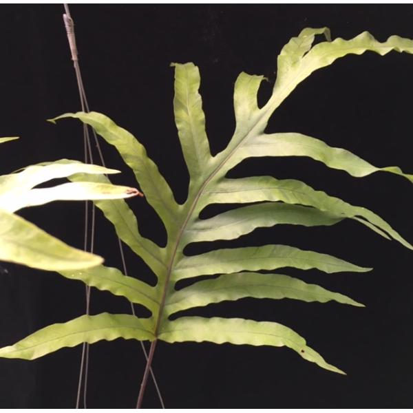 Phlebodium aureum var. undulatum variegated.