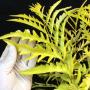 Polyscias Tahiti Gold.