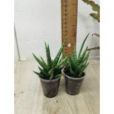 Sansevieria Bunlue Torch (green leaf)