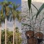 Roystonia regia (Royal Palm).