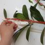 Hoya sp.903 (aff. clemensiorum) Kalimantan Indonesia (#903).