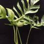Epipremnum sp.(T03) Skeleton (mature leaf).