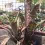Aechmea fosteriana (S).