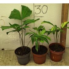 Кариота Варегатная. / Caryota variegated (S) 