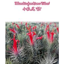 Tillandsia funckiana 'Silver' A36