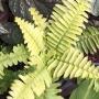 Nephrolepis exaltata cv Blonde (Rita's Gold)