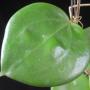 Hoya alwitmiana (New species from the Philippines)              826