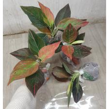 Aglaonema Khunmakracha Red A-35